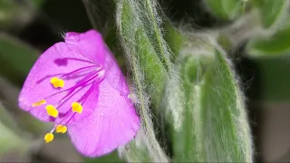 STOP killing Tradescantia Tips and Tricks