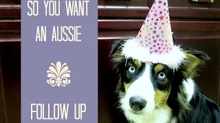 Things you should know before getting an Australian Shepherd - Follow Up