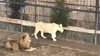 Лев Малыш не теряет надежду охмурить Джуну! Lion Malysh wants to conquer Juna!