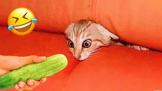 Funniest Animals 2023 😆 Best Cats and Dogs Videos 🐶😸 Part 13