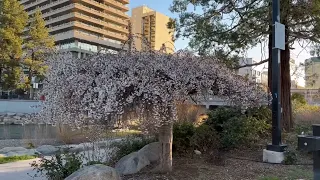 Umbrella Shaped Tree