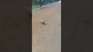 Armadillo has No fear of human