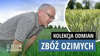 Nowości odmianowe zbóż ozimych