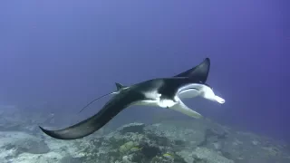 Diving in Addu Atoll,  Maldives - June 2017