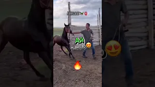 🔥Болашағы зор ТАЙ🔥 #compilation #horse #horseriding #war #rek #кокбору #финиш #хочу #лошади #көкпар