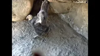 Hutton's Bowl Condor Cam ~ Baby Condor On The Move; Spooked By A Fly; Flapping & Playing 6.2.18