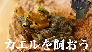 カエルを飼おう！～蛙の飼い方Q&A～初心者必見これから始める簡単野生カエル飼育 #016