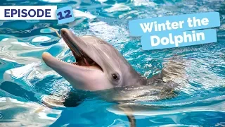 Finale - Winter the Dolphin: Saving Winter - Episode 12