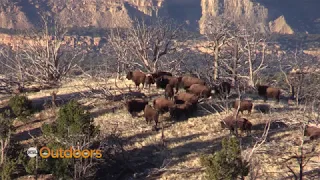 Utah Field Guide: Henry Mountain Bison