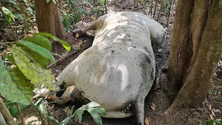 UM TOURO PO MORREU! Prejuízo de mais de R$20.000,00 reais.