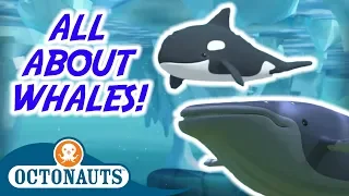 Octonauts - All About Whales! | Special Compilation | Cartoons for Kids
