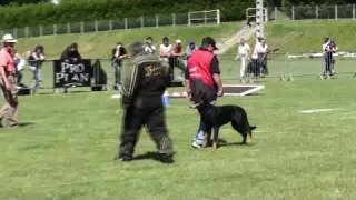 Beauceron Nationale  d' Elevage 2009. Ring 3. 2 partie