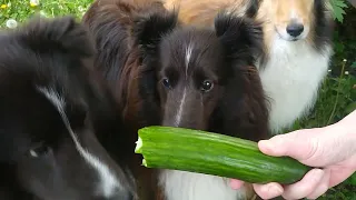 Shelties vs Cucumber