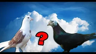 Какой масти настоящий чистокровный Бакинский голубь был изначально?