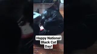 Let's Celebrate National Black Cat Day 2022 #cats #shorts #blackcat Bones Imagine Dragons