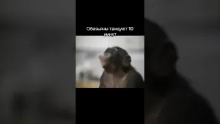 обезьяны танцуют 10 минут под уа уаа