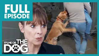 Uncontrollable Cocker Spaniel CLAWS for Attention | Full Episode | It's Me or The Dog
