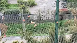 VIDÉO. La plus grande volière d’Europe ouvre son ciel à Beauval