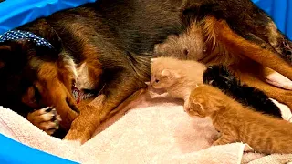 After Lost Her Puppies, Mother Dog Adopts Orphaned Kittens And Treats Them Like Her Own Babies