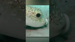 Taj Mahal Of Pufferfish