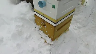 возможные проблемы с пчелами при засыпании ульев на зиму снегом