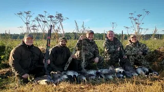 Hanhijahti 2023 #hanhijahti #hanhenmetsästys #goosehunting #canadagoose #metsästys #metsästysvideo