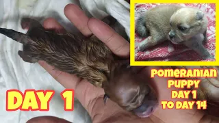 Pomeranian Puppy Growth from Day 1 to Day 14 | Puppy Transformation | Cute Puppy |Pomeranian Growing