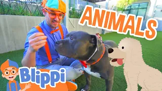 Blippi Visits an Animal Shelter | Learn Animals for Children | Educational Videos for Kids