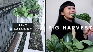 The apartment garden balcony tour where size doesn't matter