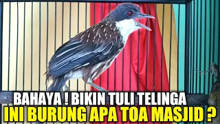 STOP ! JANGAN PELIHARA BURUNG INI KALAU GA MAU KENA MARAH TETANGGA