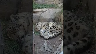 SNOW LEOPARD SLEEPING🐆🐆💤 #shorts #leopard #animals