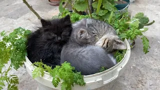 4 Cute little Kittens. These Kittens are incredibly beautiful.