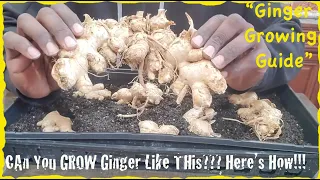 GROW Ginger Like Crazy with This Method‼