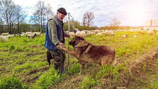 Sam pomuze 150 ovaca dnevno, proda preko tonu sira