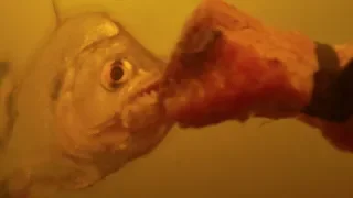 Piranha Feeding Frenzy Caught on Underwater Camera! | BBC Earth