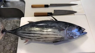 Como limpar peixe Bonito (Katsuo Tataki)#1