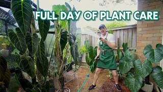 WHAT IT’S LIKE TO HAVE HUNDREDS OF HOUSEPLANTS - full day of plant 'chores'