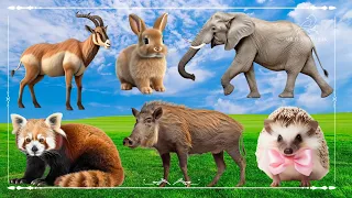 Sound Of Cute Animals, Familiar Animals: Gazelle, Rabbit, Elephant, Red Panda, Boar & Hedgehog