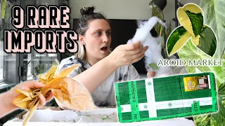 Rare Plant Imports 🪴🤩 Aroid Market Haul