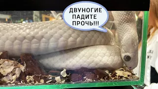 Reptilium лето 2023. Выставка РЕПТИЛИЙ в Москве | Змеи, ящерицы, кактусы и насекомые.