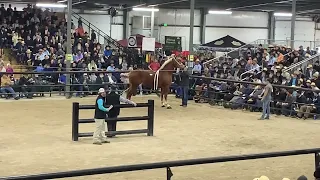 $100,000 Belgian Mare Topeka Draft Horse Sale