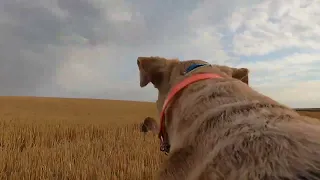 Dog's Eye View of North Dakota Pheasant Hunt