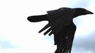 Voron ( Raven)