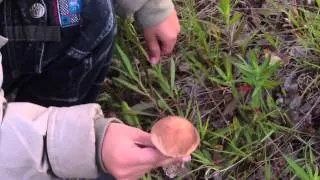 Первые грибы в июне