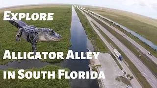 Explore Alligator Alley In South Florida