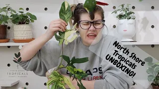 Spring Plant Unboxing - North Shore Tropicals