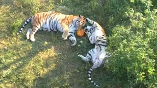 Тыква + тигры = игры :) Тайган. Pumpkin + tigers = games :) Taigan.