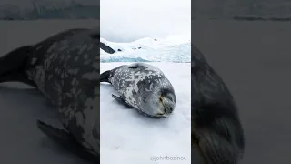 Weddell Seal making vocalisations while sleeping