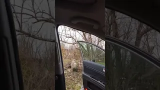 Headliner cleaning on Sally's car