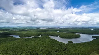 Die zehn gefährlichsten Tiere des Amazonas